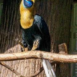 #980 · Helmhornvogel