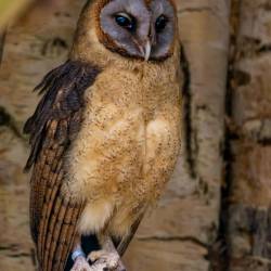 #1018 · Hispaniolaschleiereule