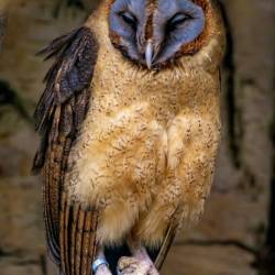 #1019 · Hispaniolaschleiereule