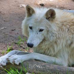 #657 · Hudson Bay-Wölfe