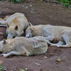 #658 · Hudson Bay-Wölfe