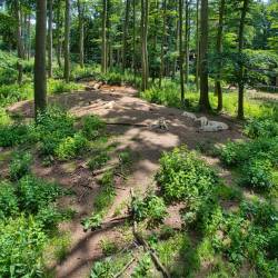 #659 · Hudson Bay-Wölfe