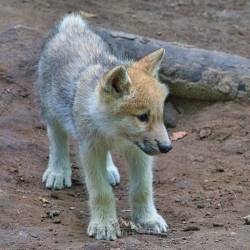 #660 · Hudson Bay-Wölfe