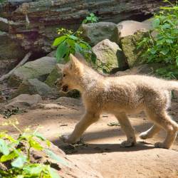 #661 · Hudson Bay-Wölfe