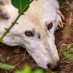 #633 · Hudson Bay-Wölfe