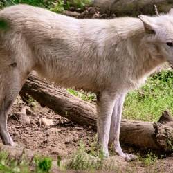 #635 · Hudson Bay-Wölfe