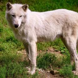 #641 · Hudson Bay-Wölfe