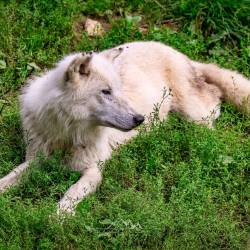 #645 · Hudson Bay-Wölfe