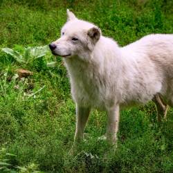 #643 · Hudson Bay-Wölfe