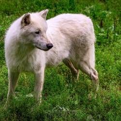 #644 · Hudson Bay-Wölfe