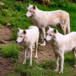 #639 · Hudson Bay-Wölfe