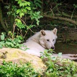 #636 · Hudson Bay-Wölfe