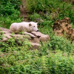 #634 · Hudson Bay-Wölfe