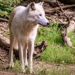 #637 · Hudson Bay-Wölfe