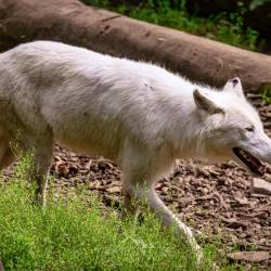 #638 · Hudson Bay-Wölfe