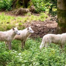 #640 · Hudson Bay-Wölfe