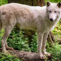 #642 · Hudson Bay-Wölfe