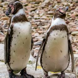 #1016 · Humboldtpinguine