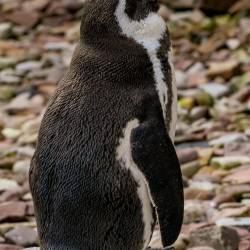 #1017 · Humboldtpinguine