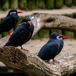 #940 · Inkaseeschwalbe