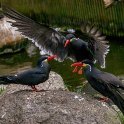 #942 · Inkaseeschwalbe