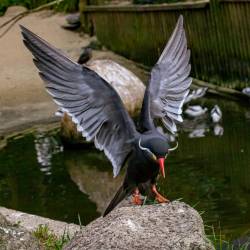 #941 · Inkaseeschwalbe