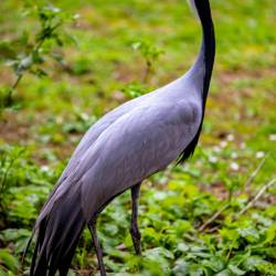 #997 · Jungfernkranich