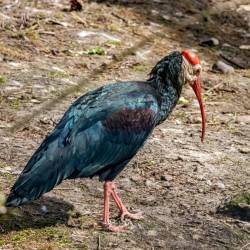 #947 · Kahlkopfrapp