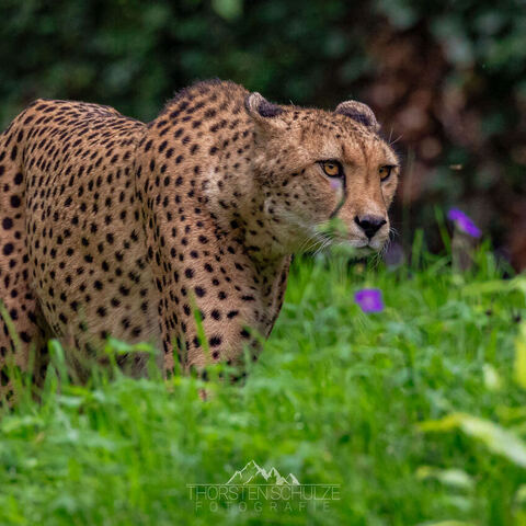 #2007 · Kölner Zoo