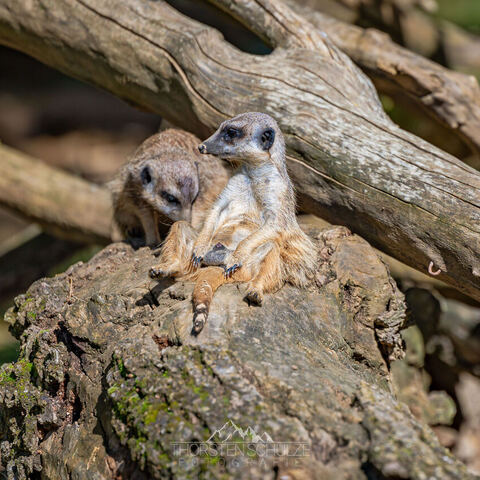 #2026 · Kölner Zoo