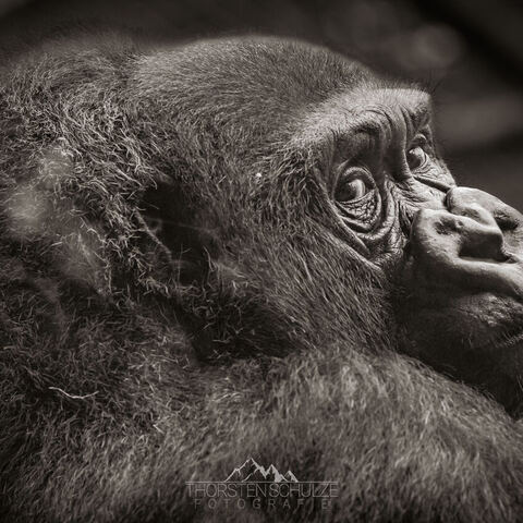#2030 · Kölner Zoo