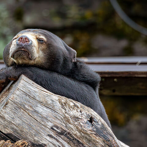 #2008 · Kölner Zoo