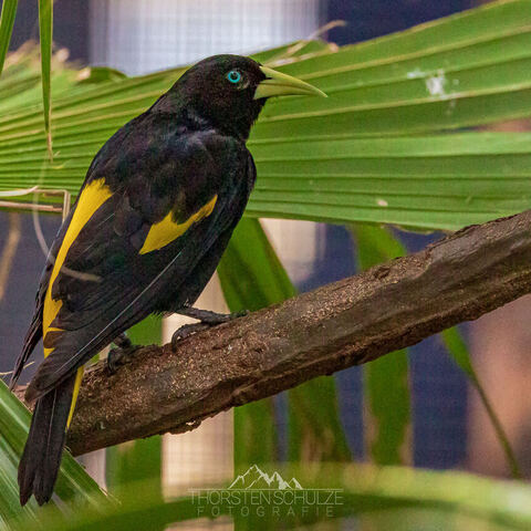 #2004 · Kölner Zoo