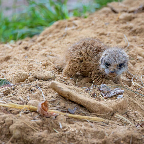 #2010 · Kölner Zoo