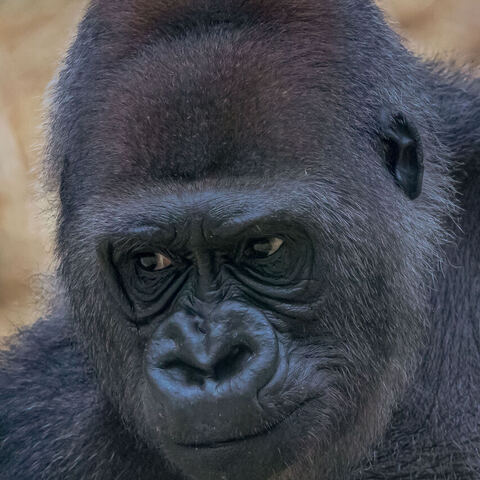 #2028 · Kölner Zoo