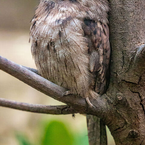 #2031 · Kölner Zoo