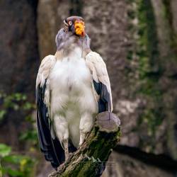 #554 · Königsgeier