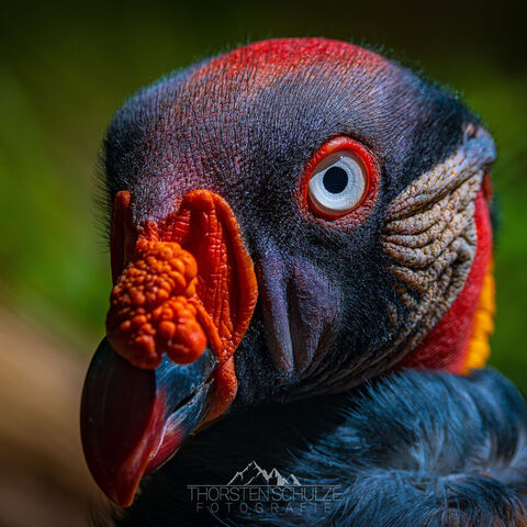 #1786 · Königsgeier