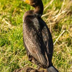 #206 · Kormoran an der Hunte