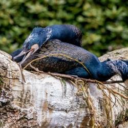 #928 · Kormoran