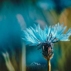#361 · Kornblume