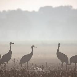 #1496 · Kraniche im Nebel