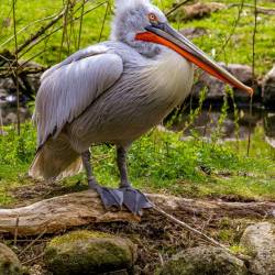 #1029 · Krauskopfpelikan