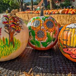 #1559 · Kürbiszeit Bauernladen Rennegabe