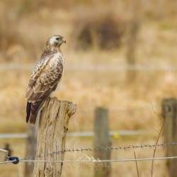 #1164 · Mäusebussard Im Eschholt auf einem Pfeiler