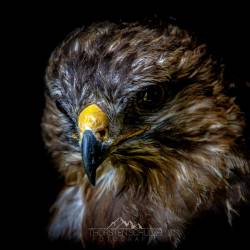 #1033 · Mäusebussard