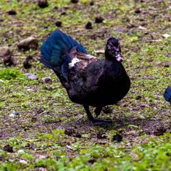 #1006 · Moschusente