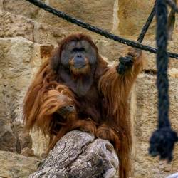 #601 · Orang Utan