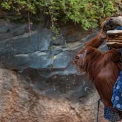 #528 · Orang Utan