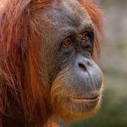 #501 · Orang Utan